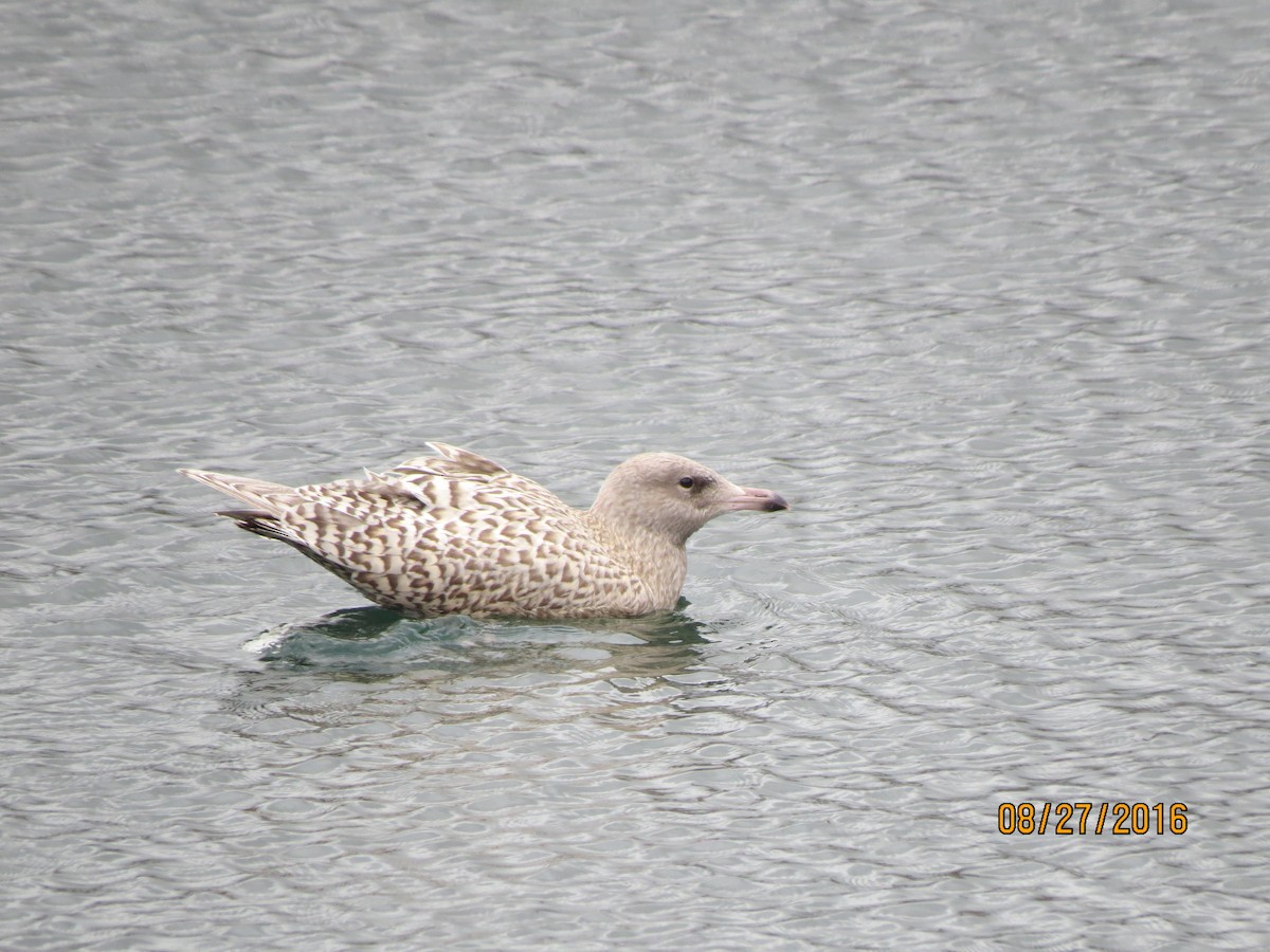 Glaucous Gull - ML615055769