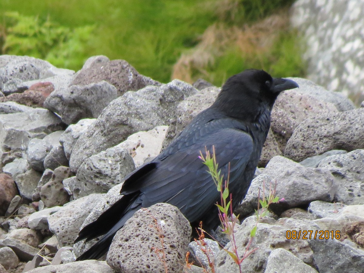 Common Raven - ML615055799