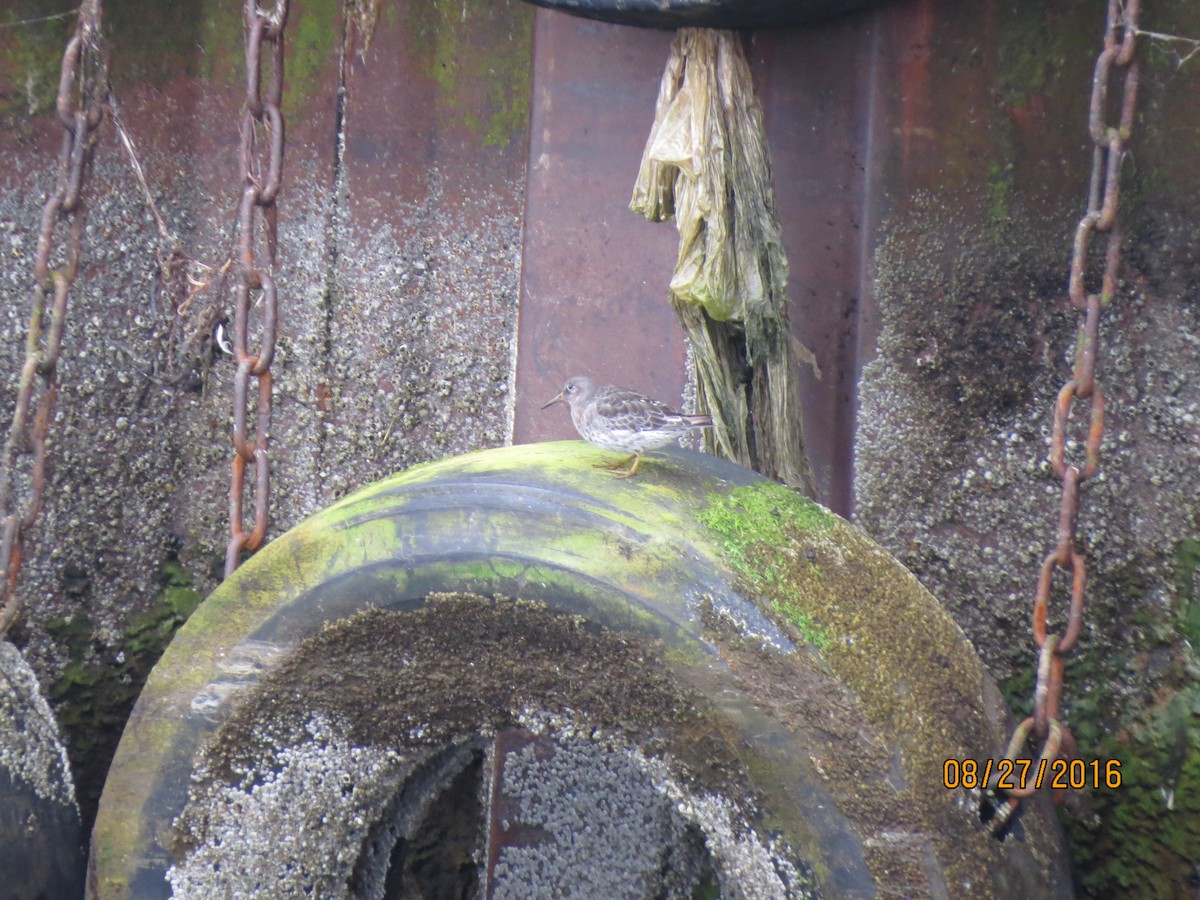 Purple Sandpiper - ML615055813