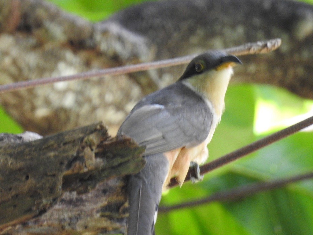 Mangrove Cuckoo - ML615055840