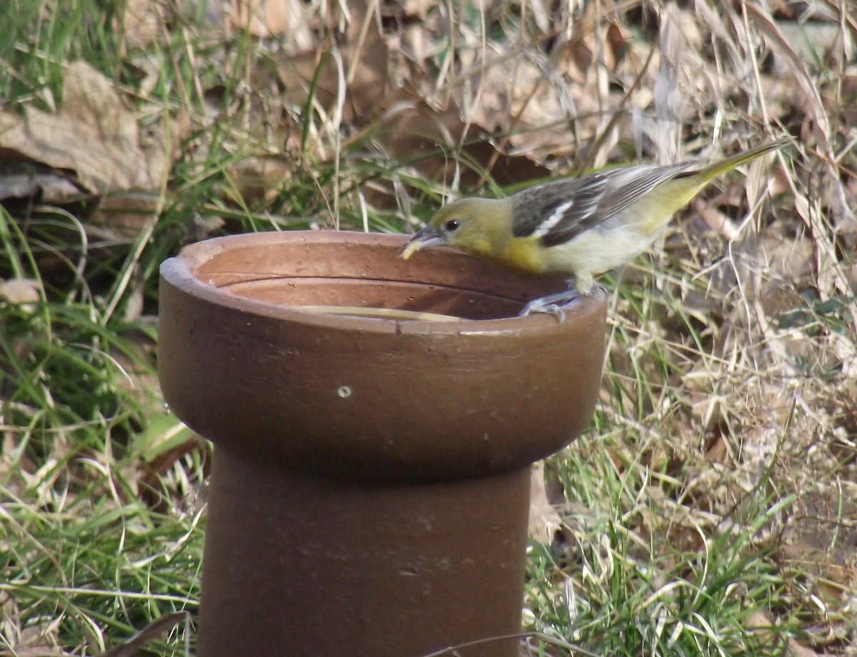 Baltimore Oriole - ML615055891