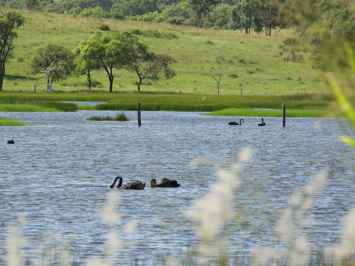 Black Swan - ML615055909