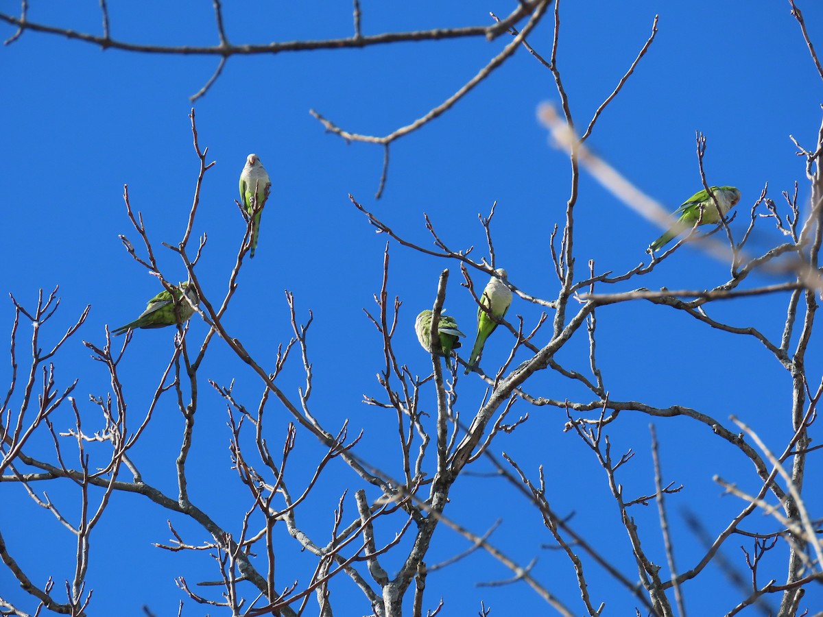 Monk Parakeet - Ginger Bernardin