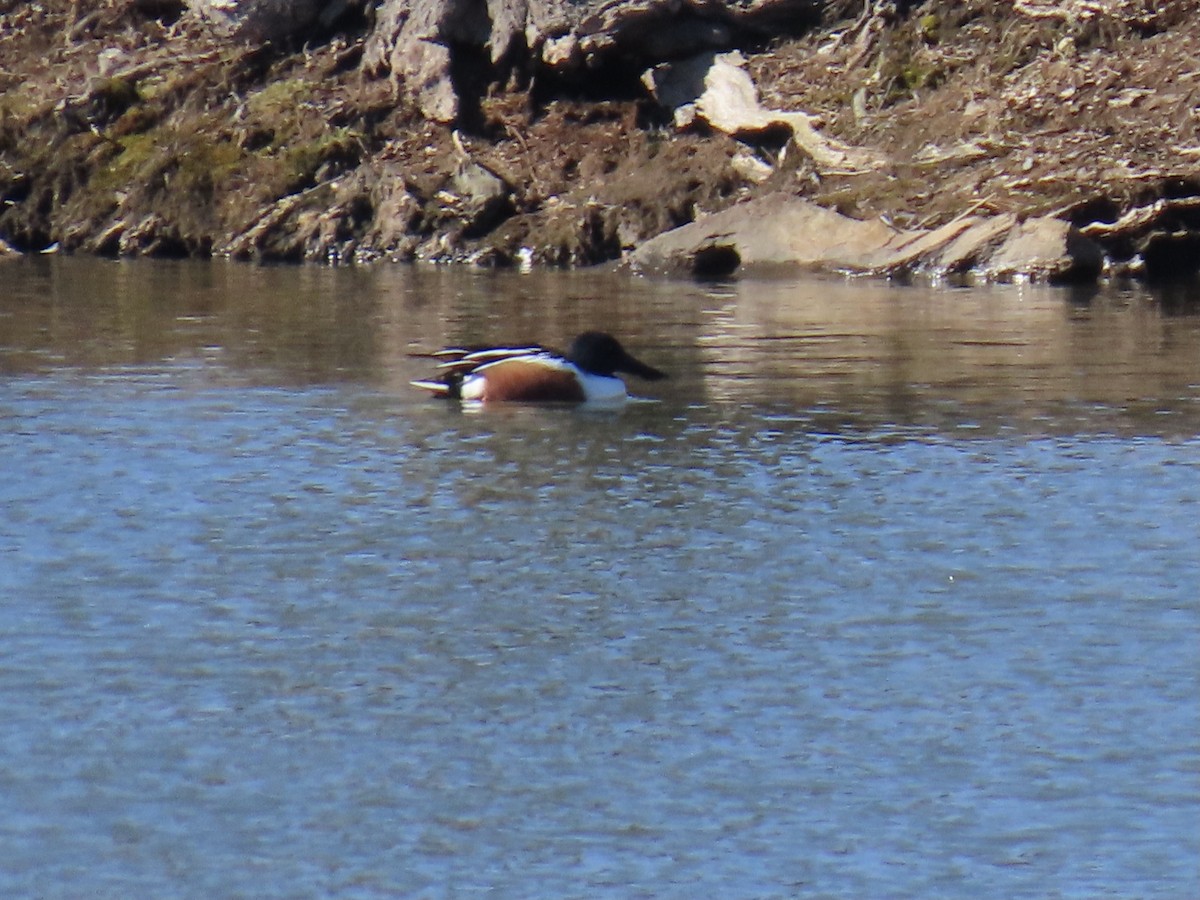 Northern Shoveler - Ginger Bernardin