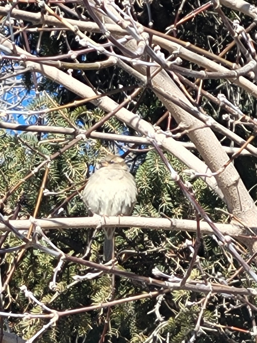 House Sparrow - ML615056027