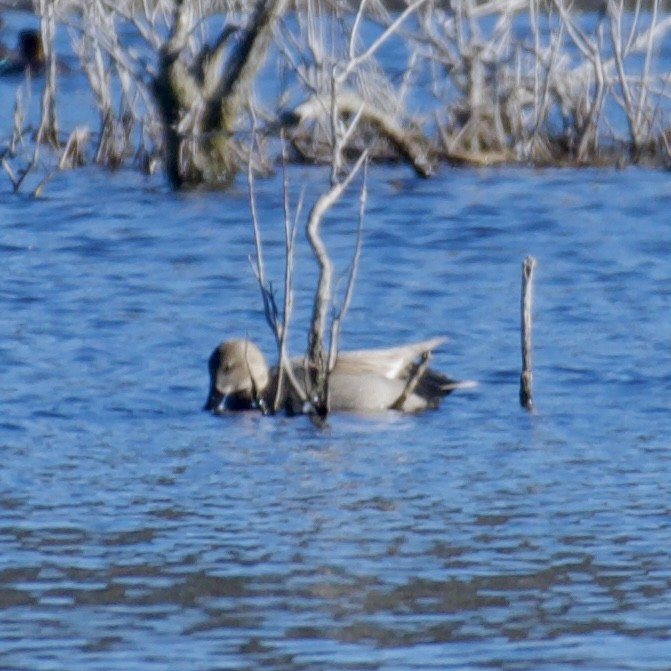 Gadwall - ML615056052