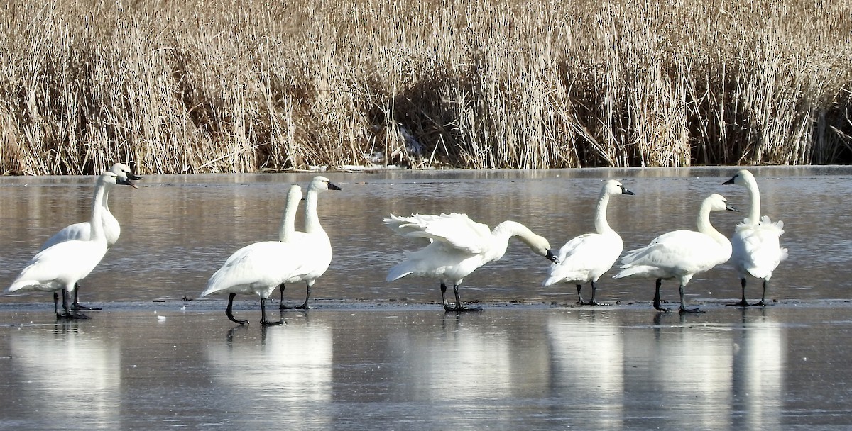 Tundra Swan - SUZANNE FORCEY
