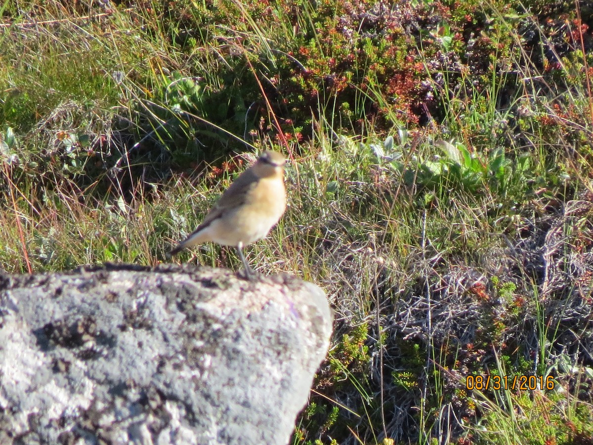 Адууч чогчиго - ML615056257