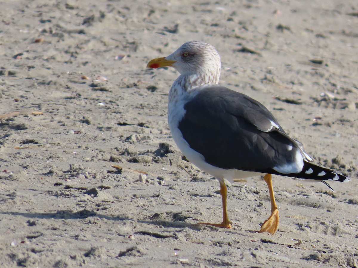 Lesser Black-backed Gull - Amy Burlingame