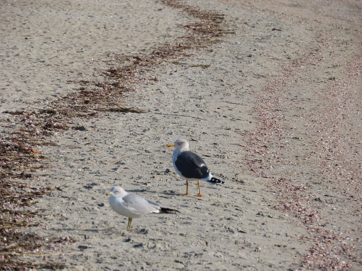 Lesser Black-backed Gull - Amy Burlingame