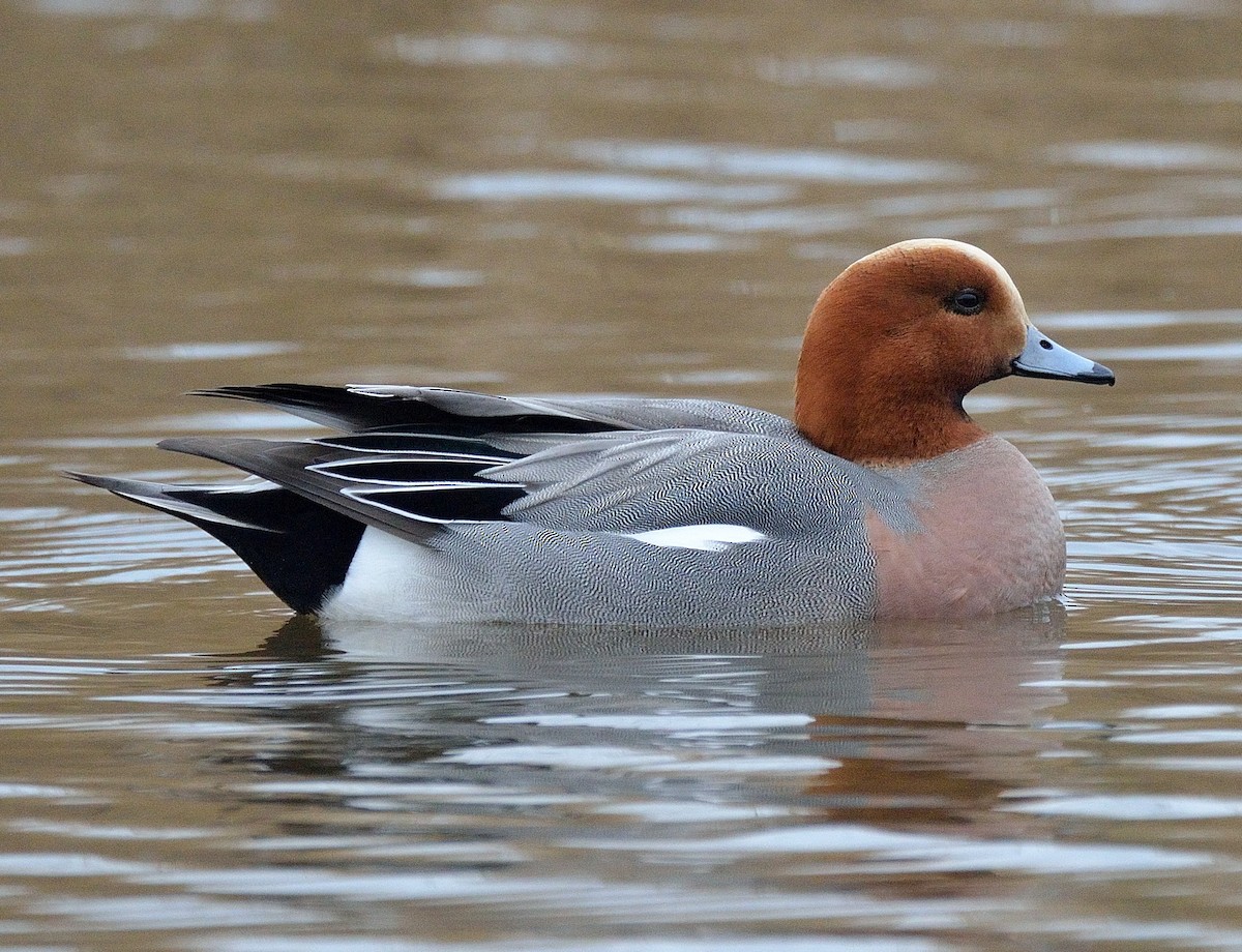 Eurasian Wigeon - Lander Zurikarai