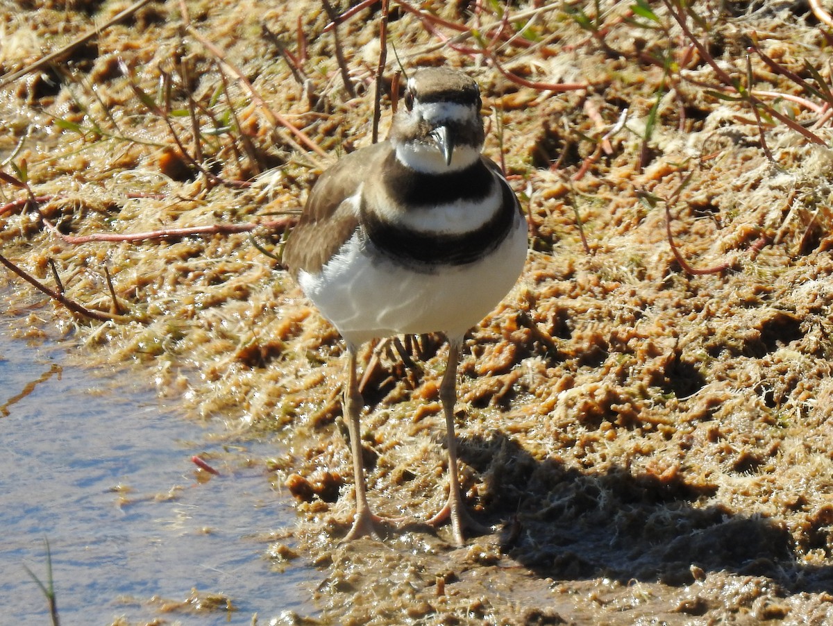 Killdeer - ML615056332