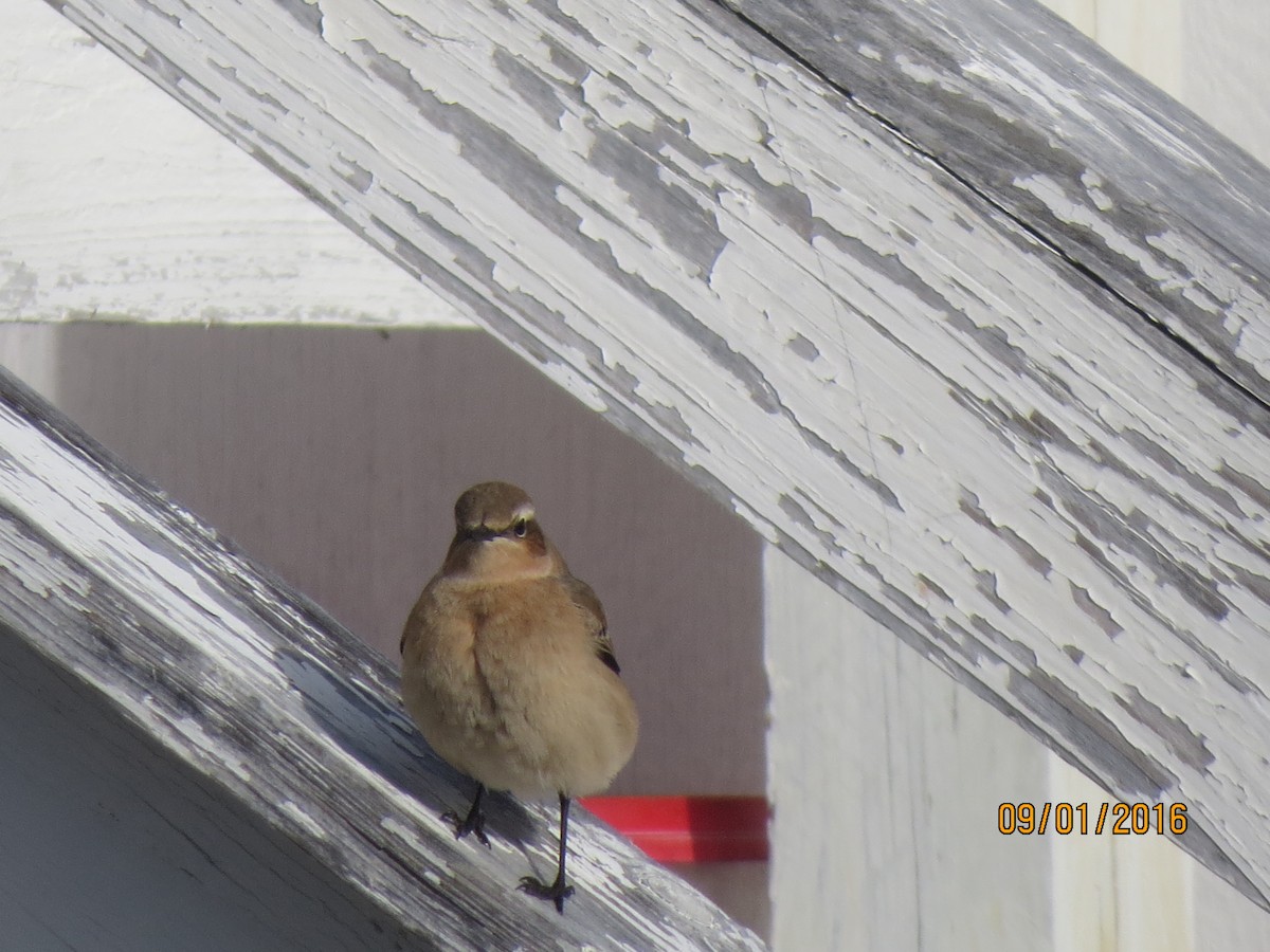 Адууч чогчиго - ML615056334