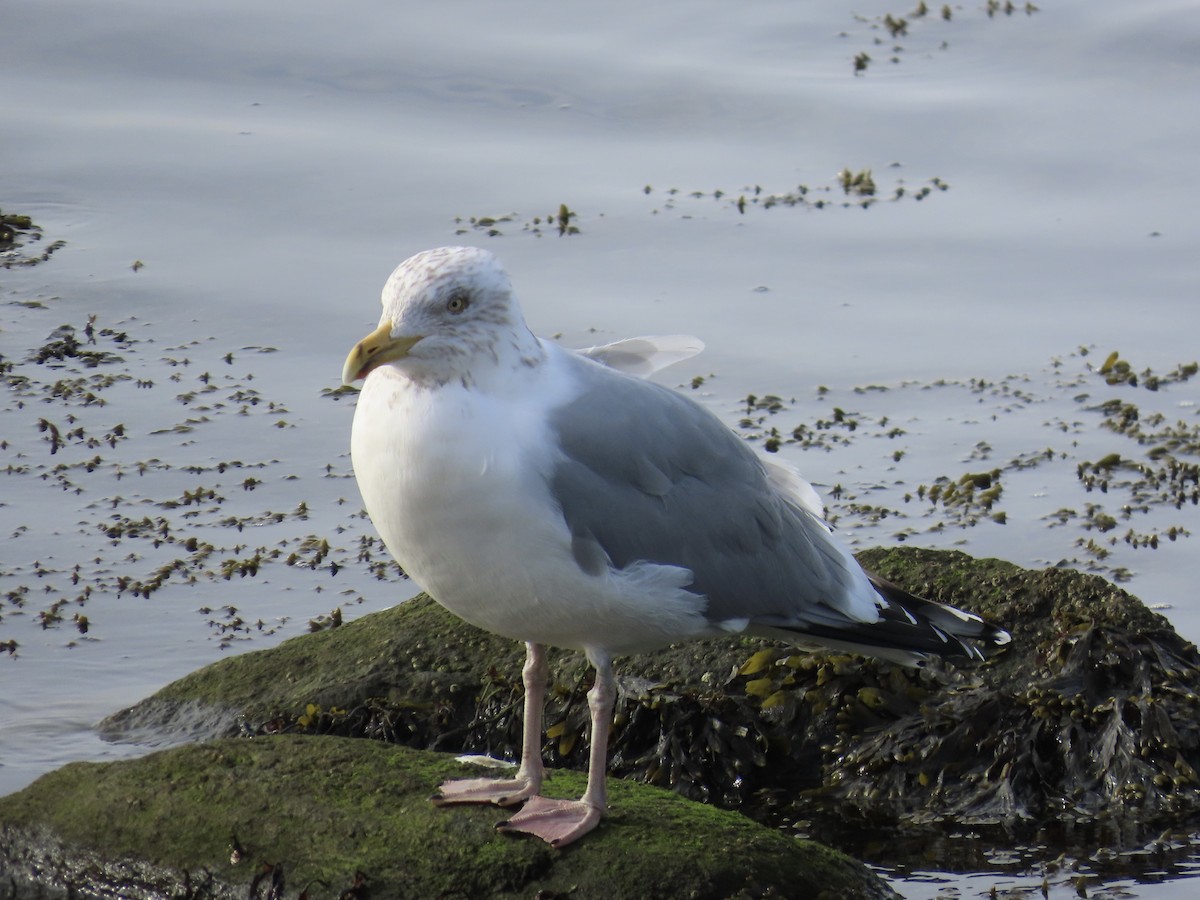 Herring Gull - Amy Burlingame