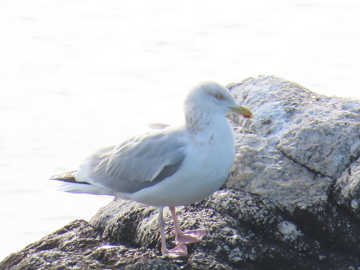 Herring Gull - Amy Burlingame