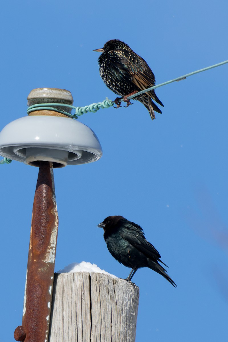 Brown-headed Cowbird - Lori Buhlman