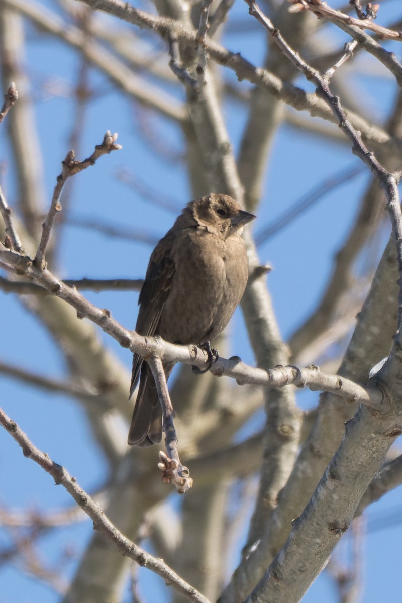 Brown-headed Cowbird - Lori Buhlman