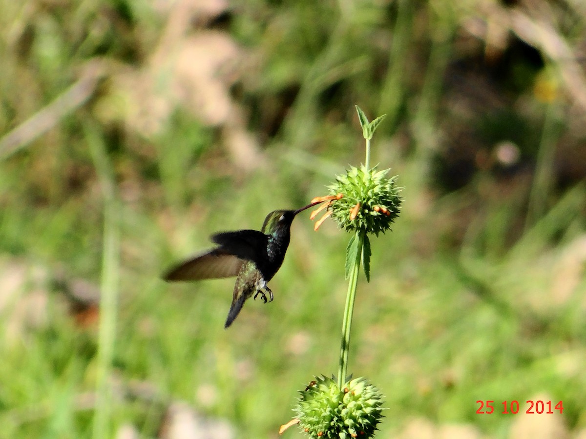 kolibřík safírový - ML615056483