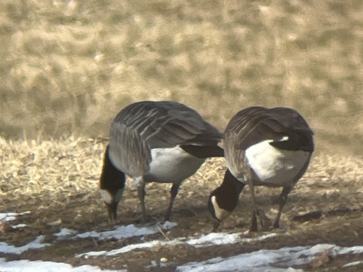 Branta kanadar txikia - ML615056488