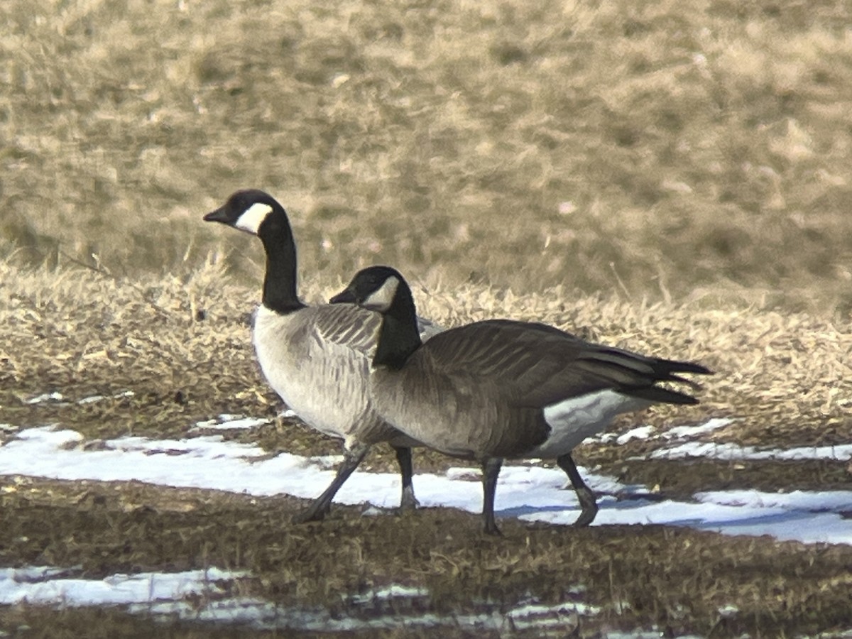 Branta kanadar txikia - ML615056489