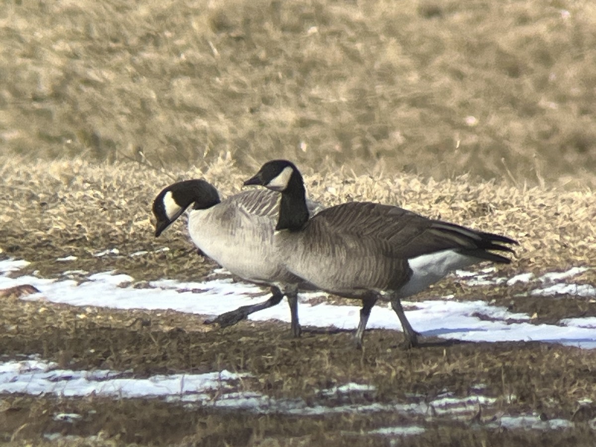 Branta kanadar txikia - ML615056490