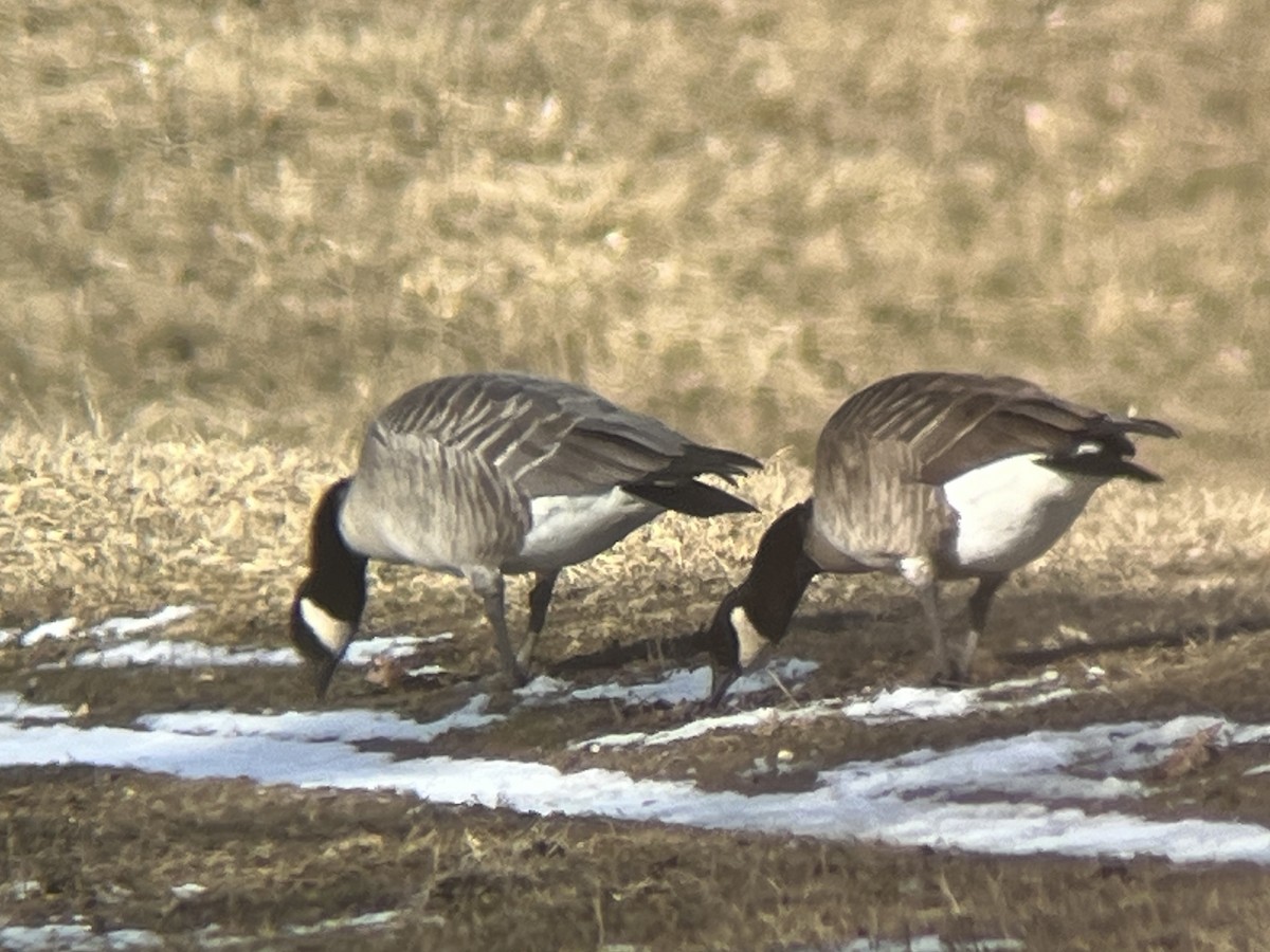 Branta kanadar txikia - ML615056491