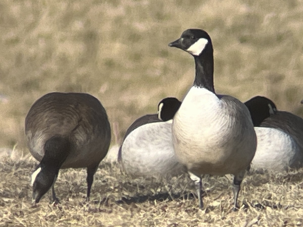Branta kanadar txikia - ML615056492