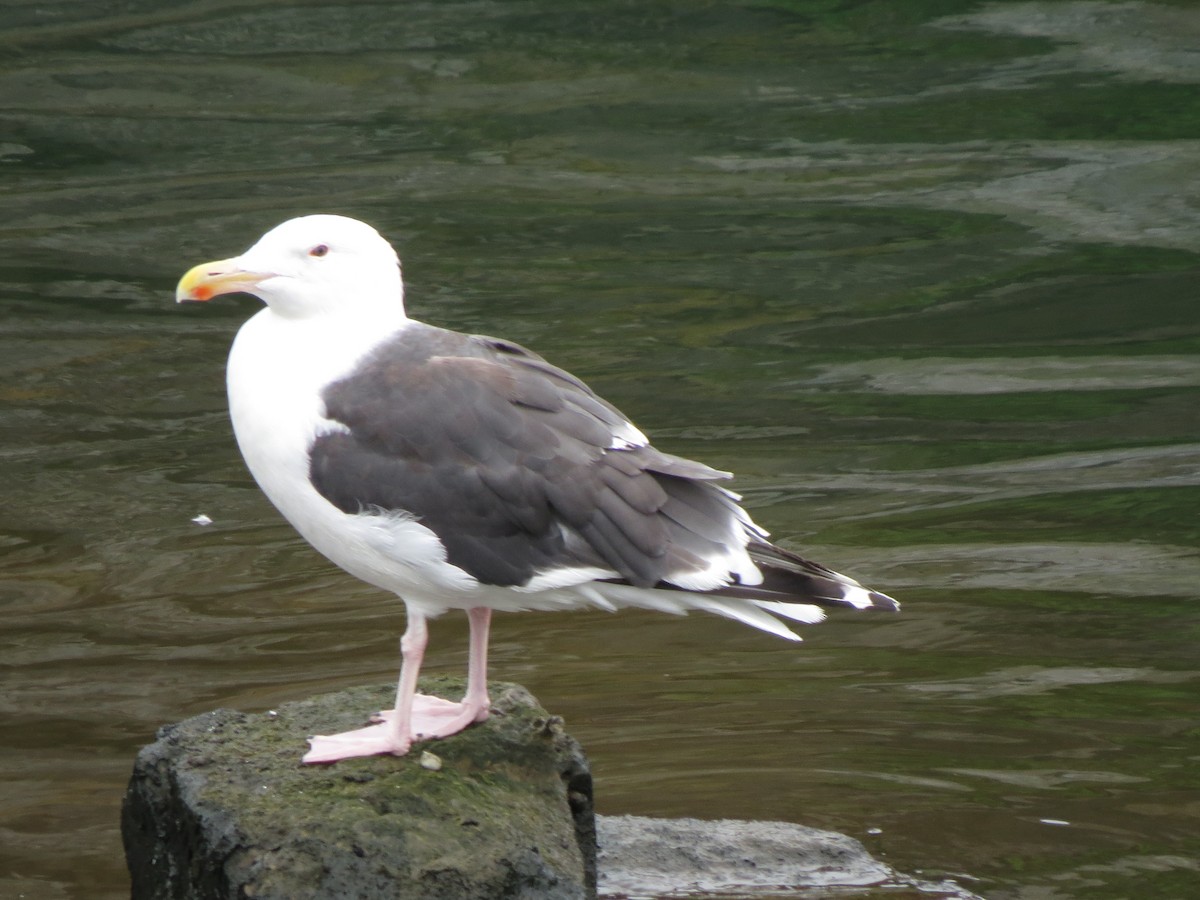 Great Black-backed Gull - ML615056529