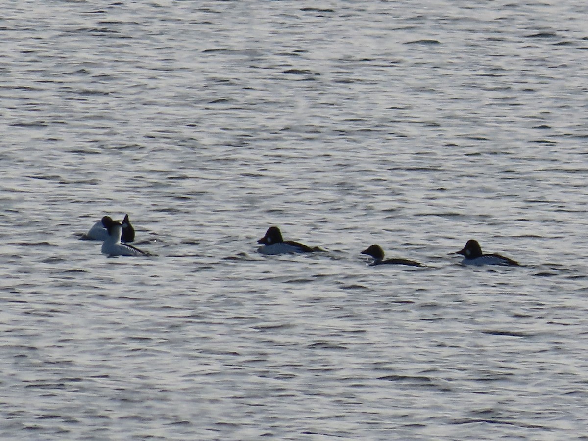 Common Goldeneye - Amy Burlingame