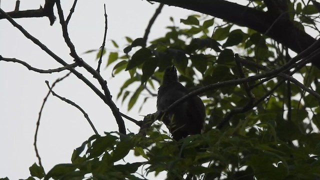 Бюльбюль таїландський - ML615056608