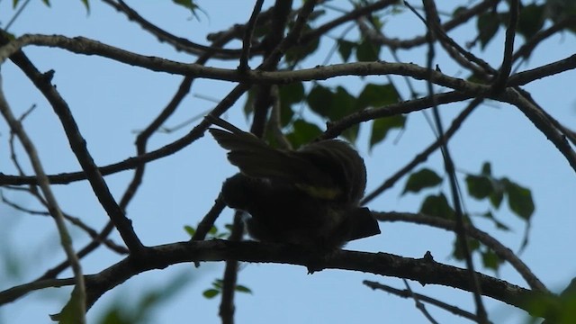 Бюльбюль таїландський - ML615056633