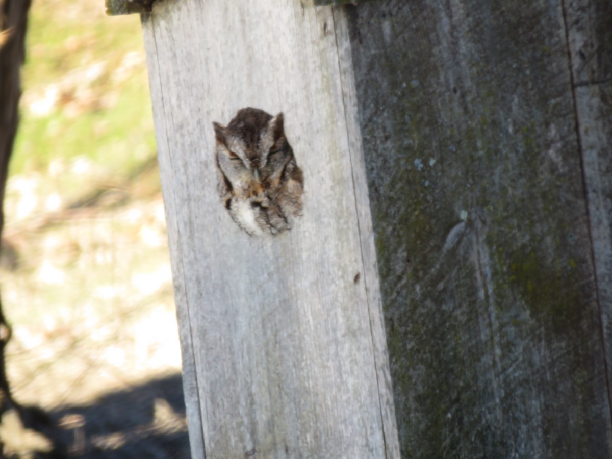 Eastern Screech-Owl - ML615056663