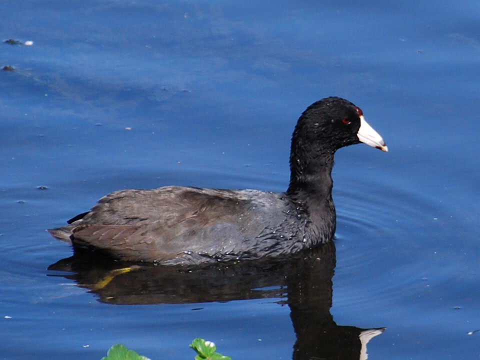 American Coot - ML615056677