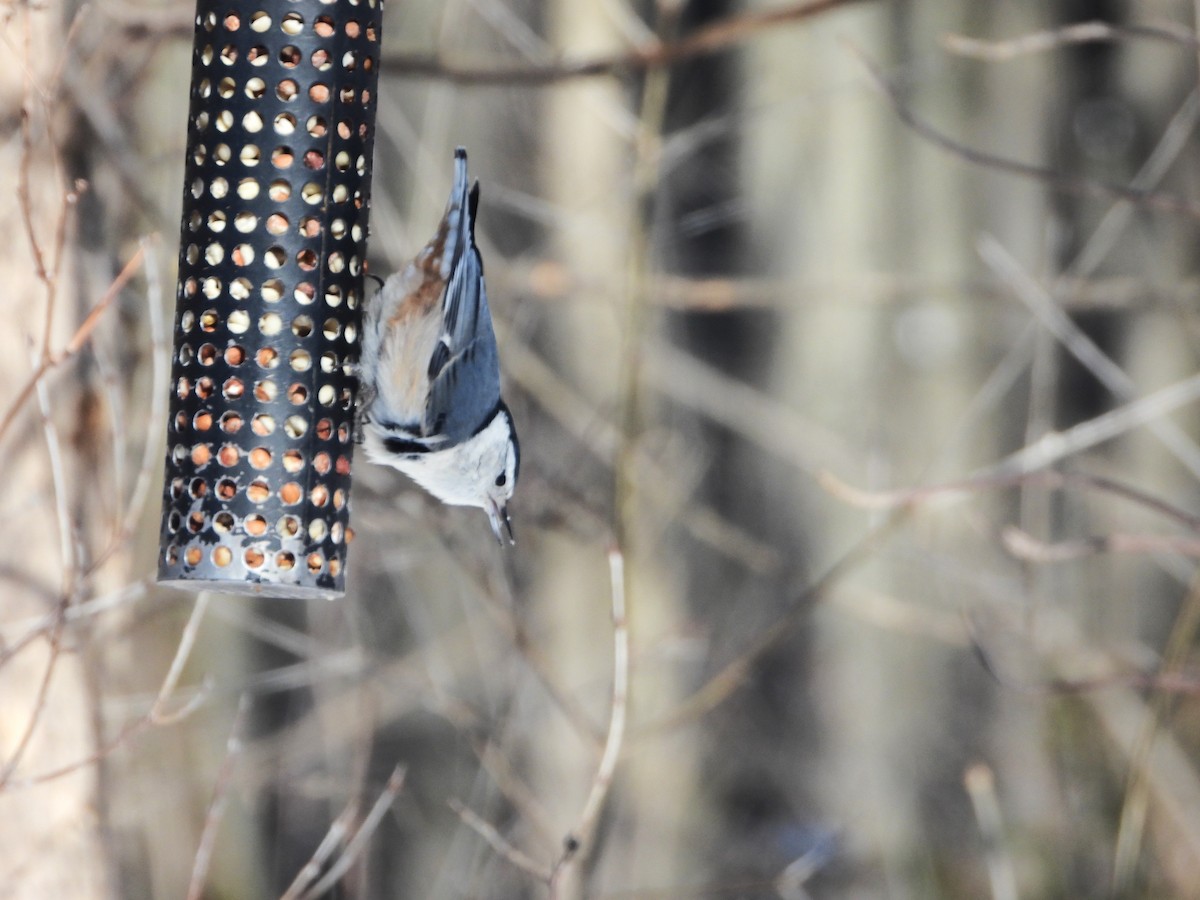 White-breasted Nuthatch - ML615056689