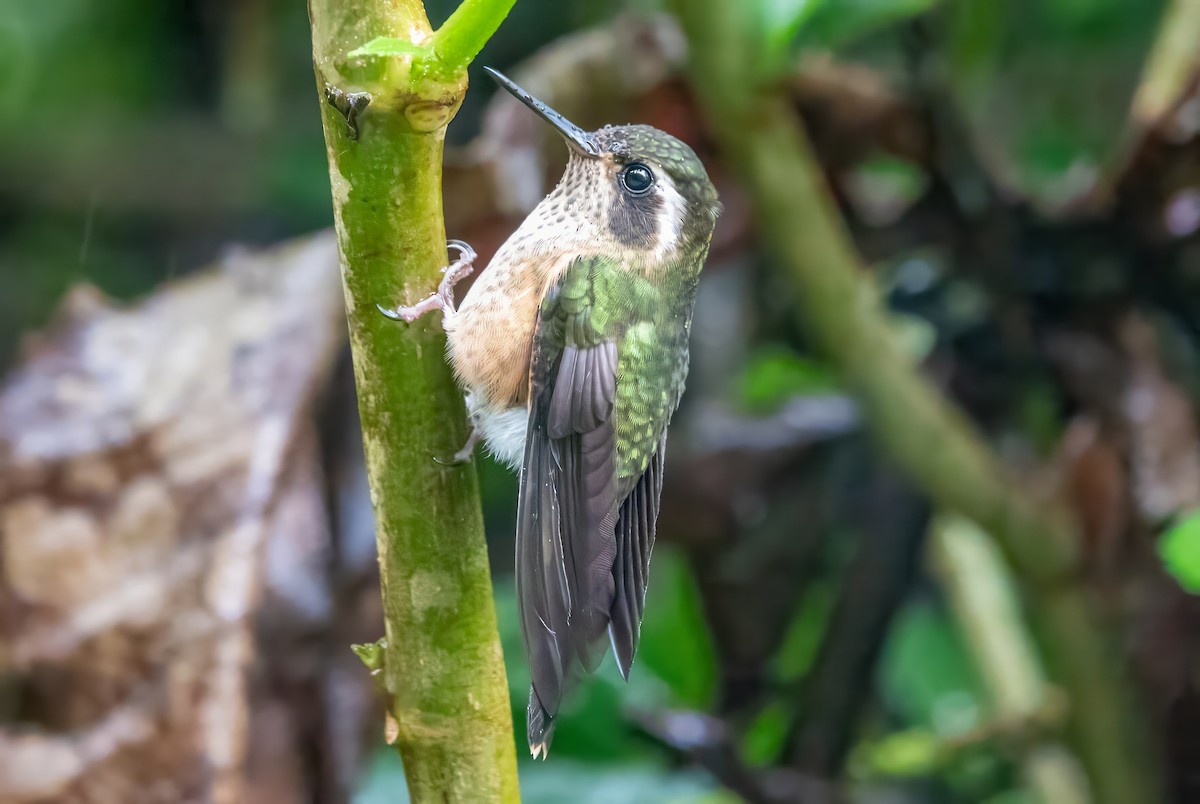 Speckled Hummingbird (melanogenys Group) - ML615056693