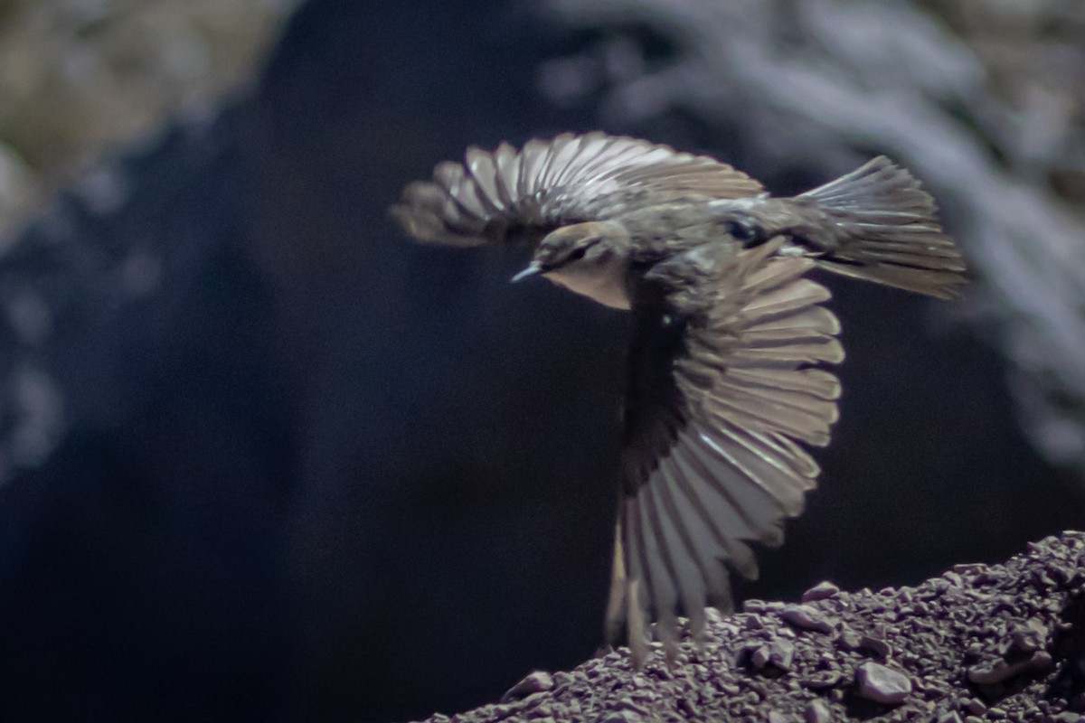 Rufous-naped Ground-Tyrant - ML615056731