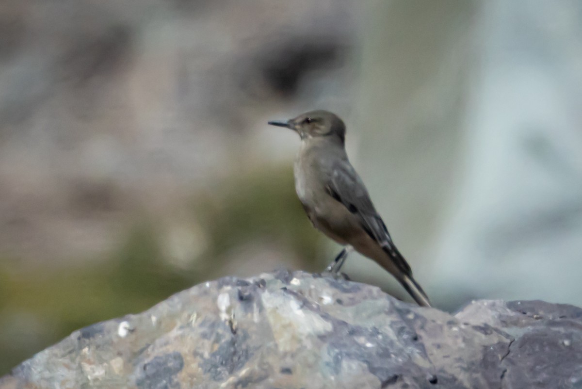 Black-billed Shrike-Tyrant - ML615056738