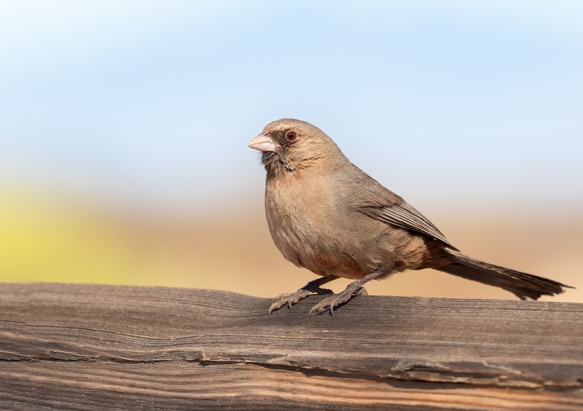 Abert's Towhee - ML615056934