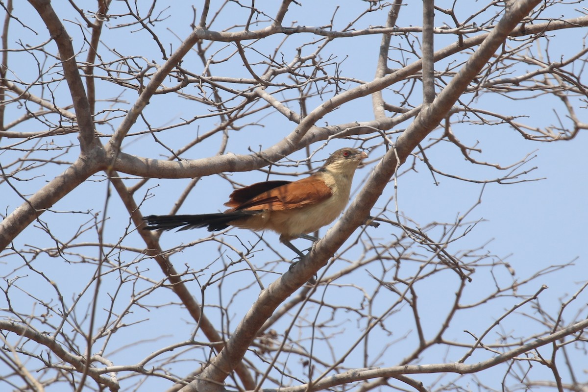 Blue-headed Coucal - ML615056947