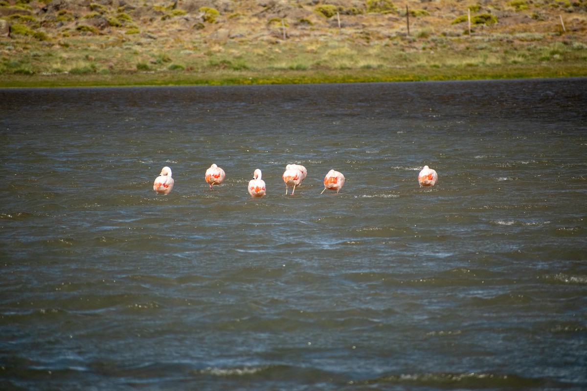 Chilean Flamingo - ML615056956