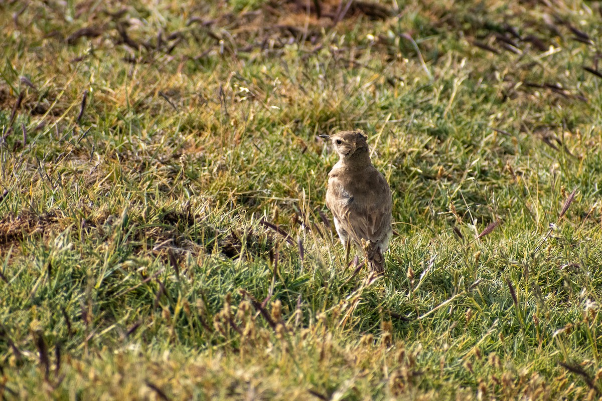 Short-billed Miner - ML615056961