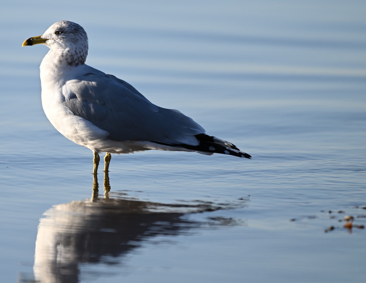 Ring-billed Gull - Christopher Siwy