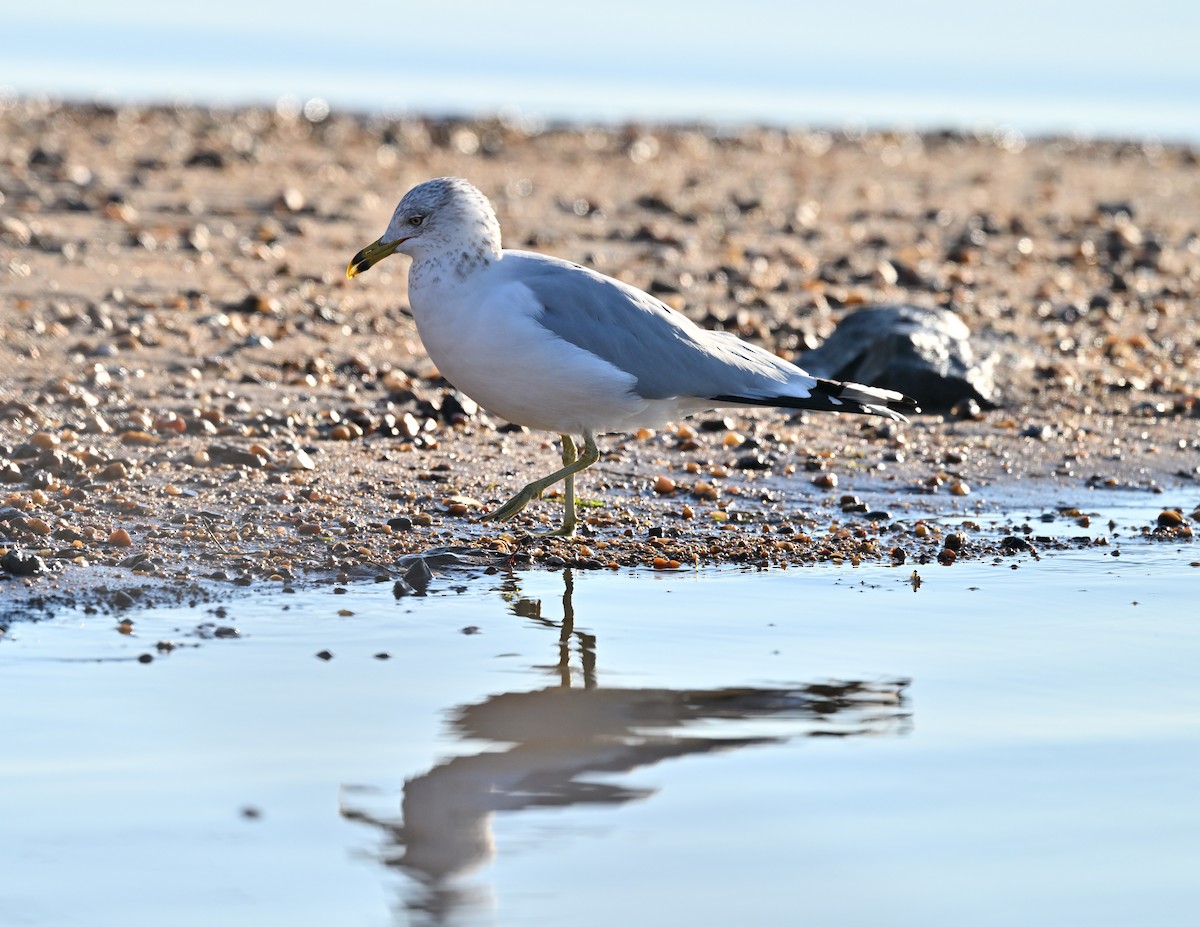 Ring-billed Gull - ML615056994