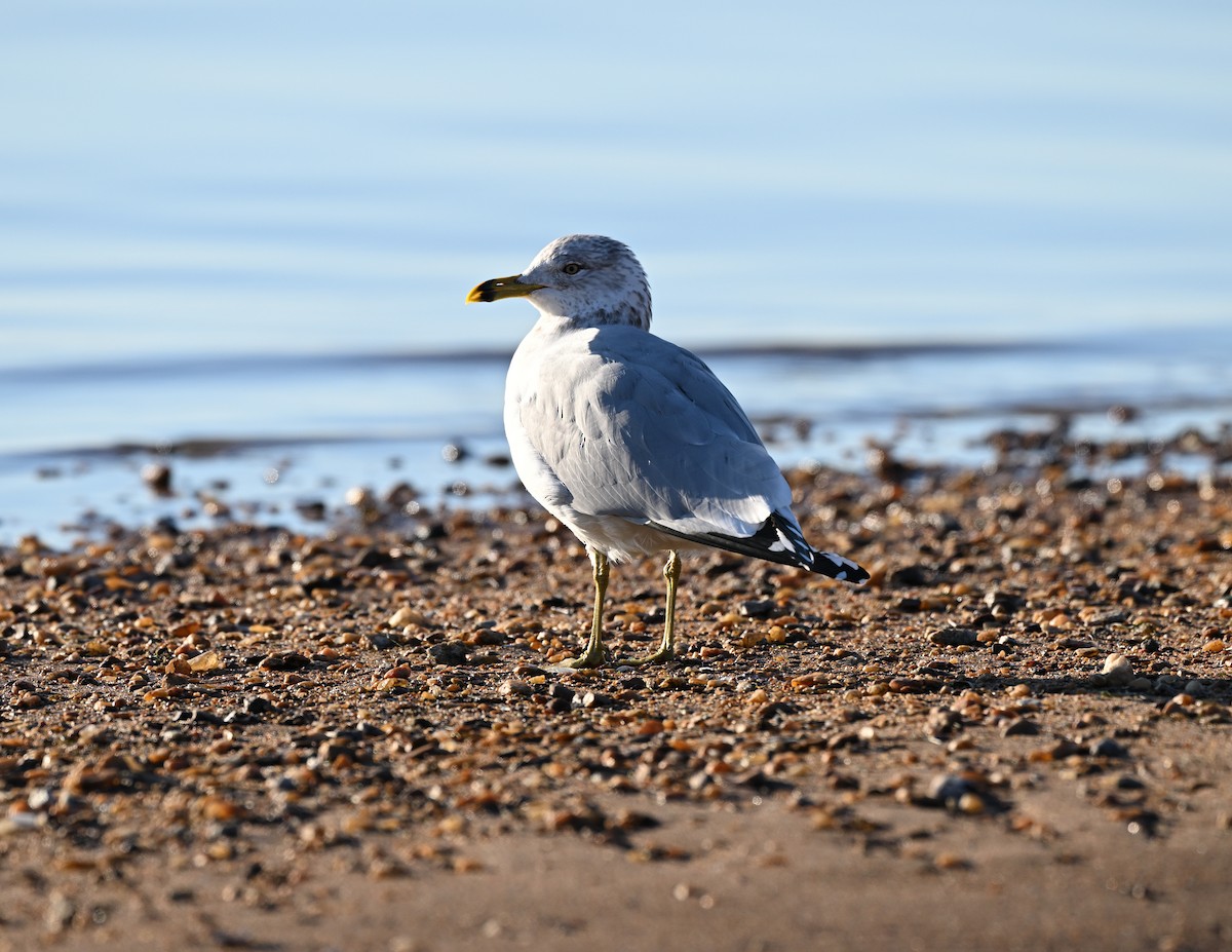 Ring-billed Gull - ML615056995