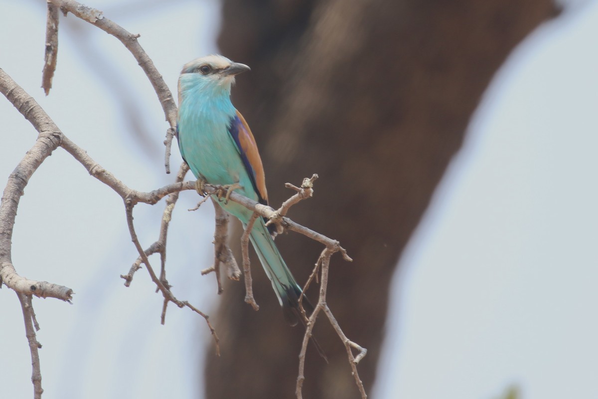 Racket-tailed Roller - Fikret Ataşalan