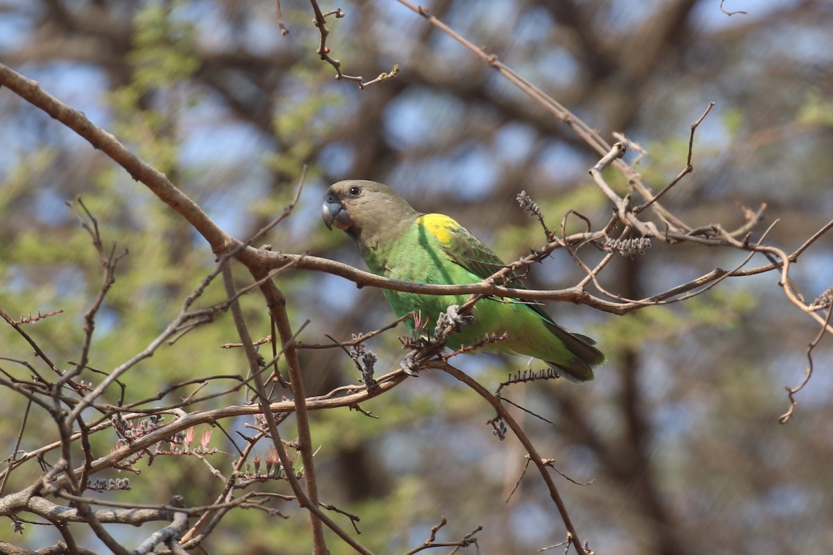 Brown-headed Parrot - Fikret Ataşalan