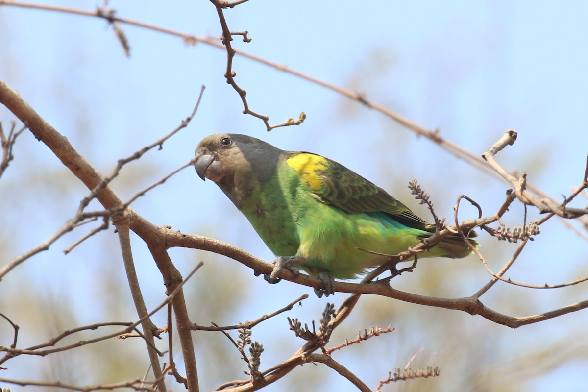 Brown-headed Parrot - Fikret Ataşalan