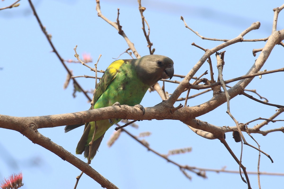 Brown-headed Parrot - Fikret Ataşalan