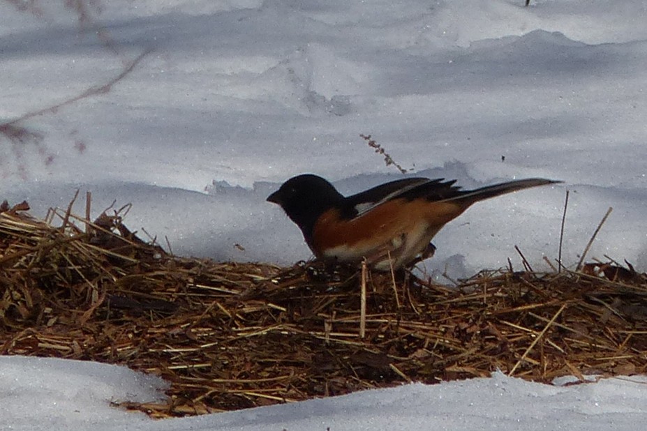 Eastern Towhee - ML615057366