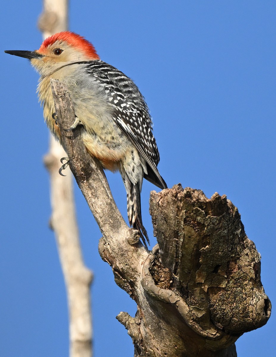 Red-bellied Woodpecker - ML615057398